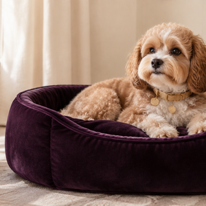 Royal Paws